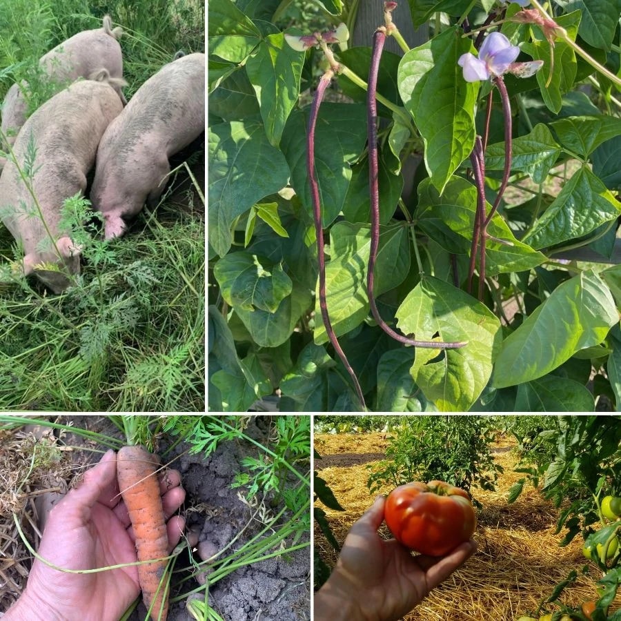 Acorn Acres Farm, LLC