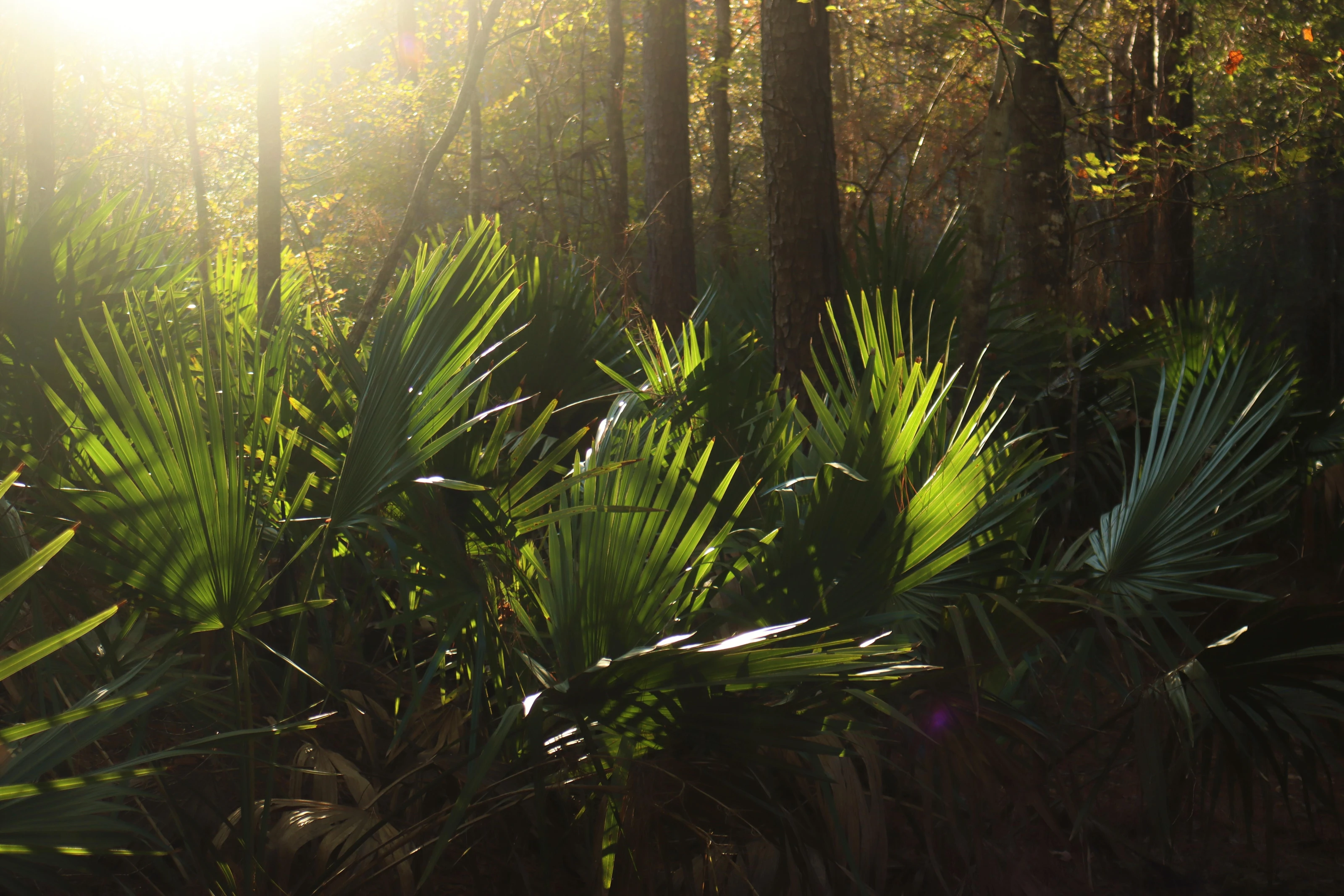 Big Thicket National Preserve