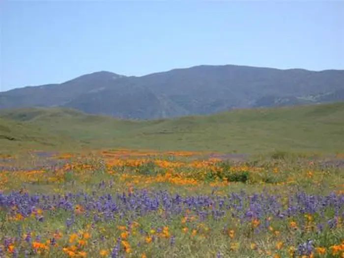 Carrizo Plain National Monument Tours