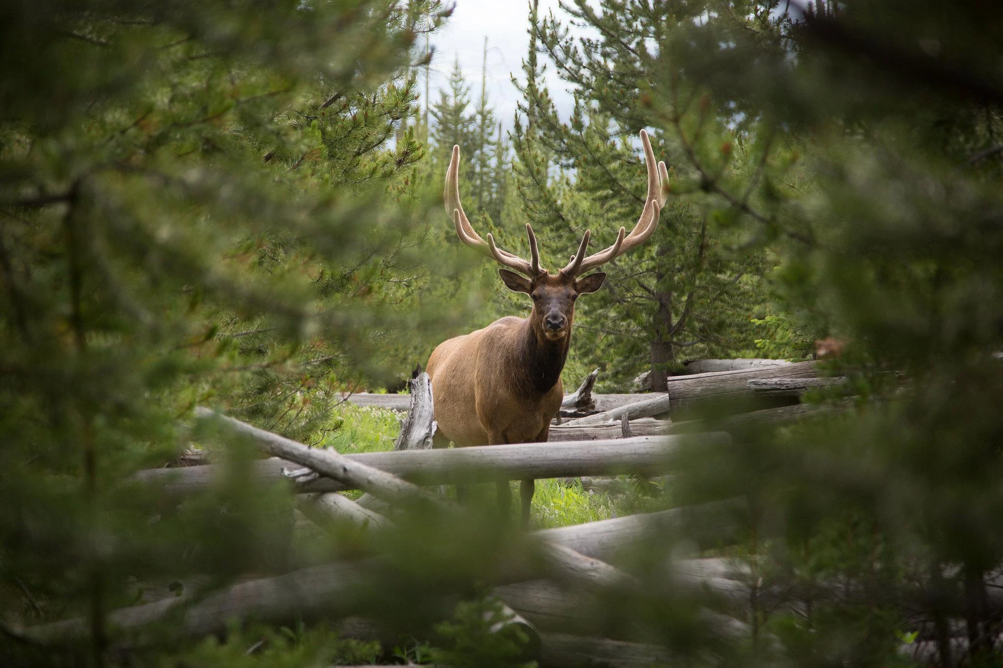 Yellowstone National Park