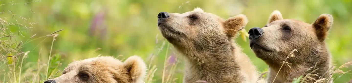 Kodiak National Wildlife Refuge