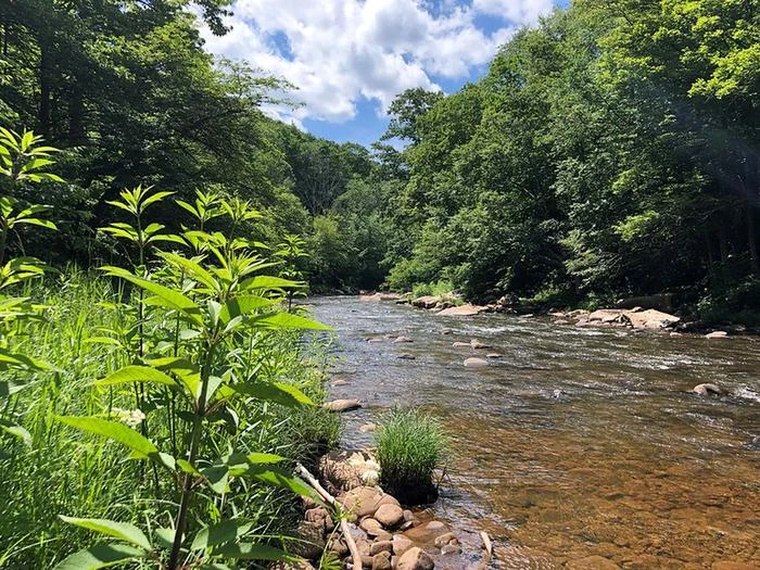 Williams River Campsites