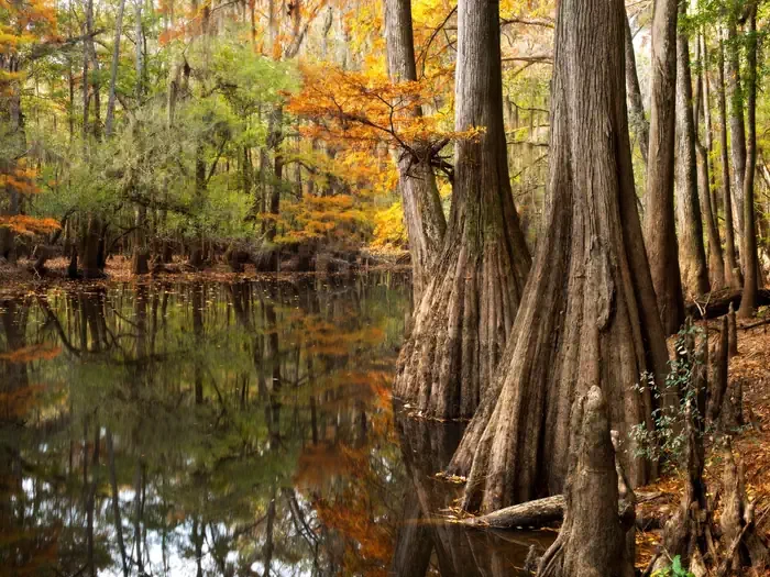 Congaree National Park Ranger-Guided Canoe Tours