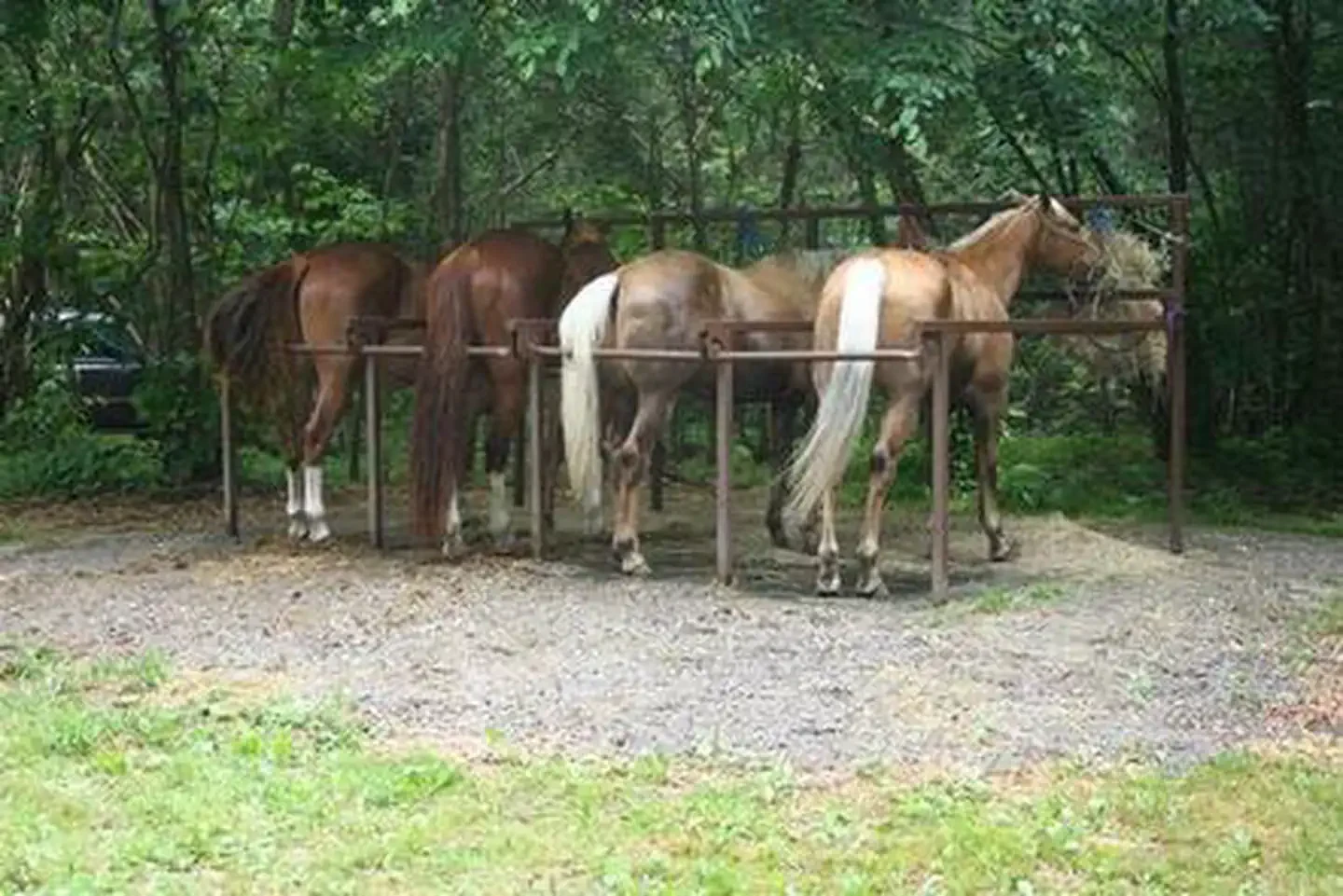 Cataloochee Horse Camp