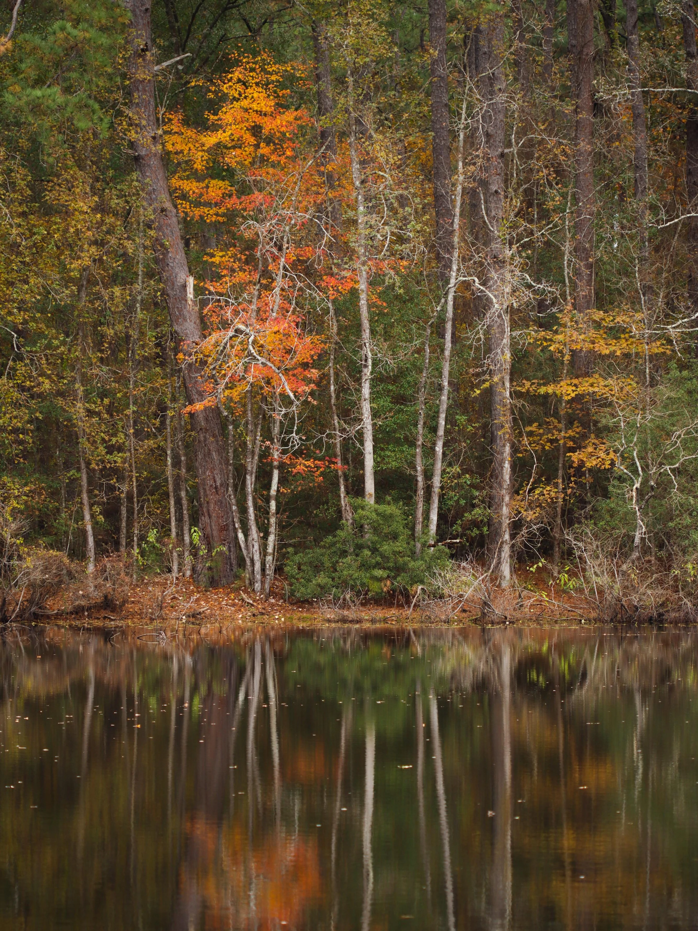 Big Thicket National Preserve