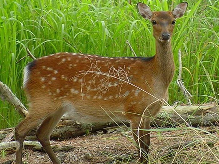 Blackwater National Wildlife Refuge Deer Hunt Permits