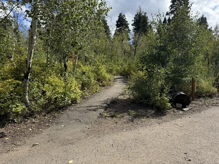 C25