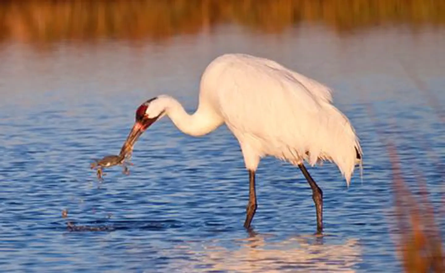 Mission-Aransas National Estuarine Research Reserve