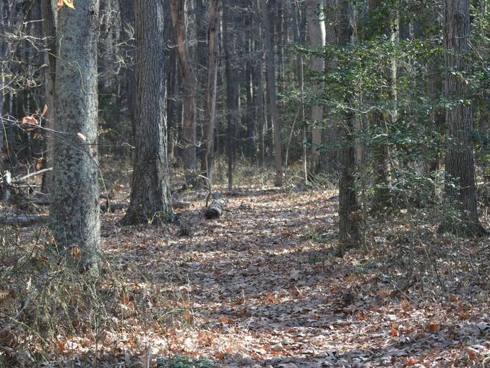 Blackwater National Wildlife Refuge Deer Hunt Permits