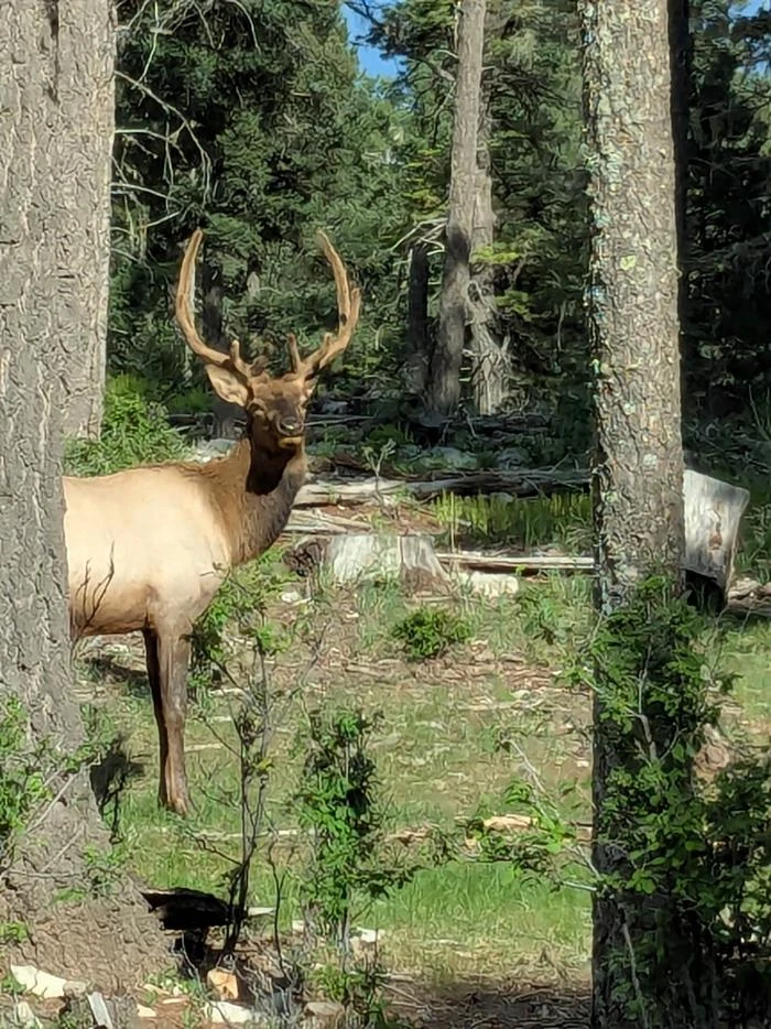Apache (NM)