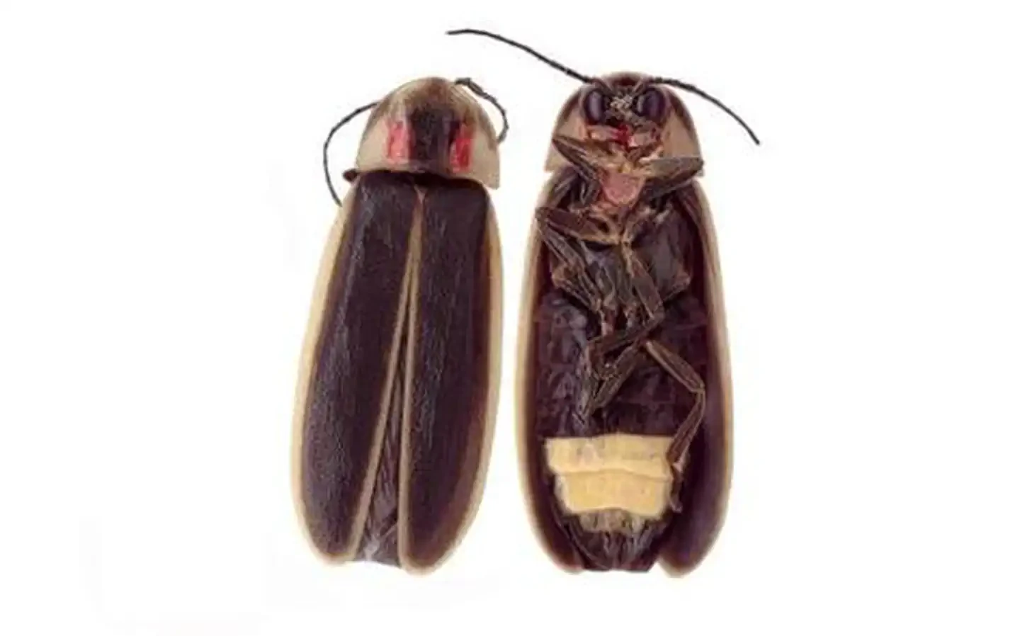 The Great Smoky Mountains Firefly Viewing Lottery