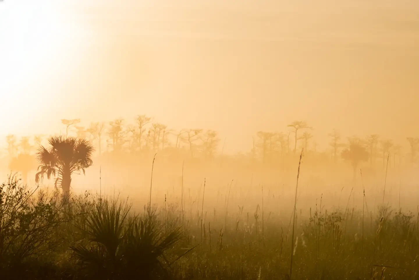 Big Cypress National Preserve