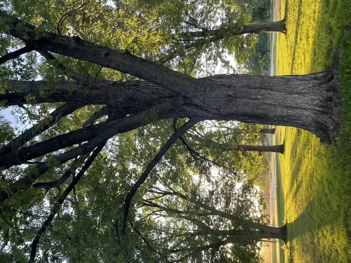 Lower Area (Green Lake)