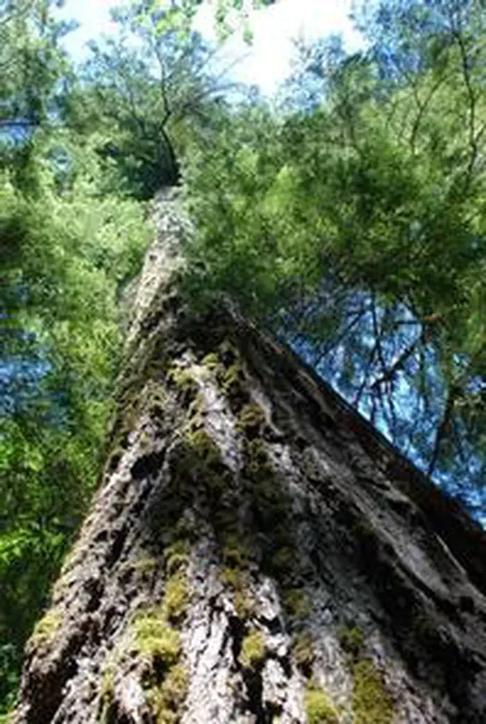 Paradise in Oregon