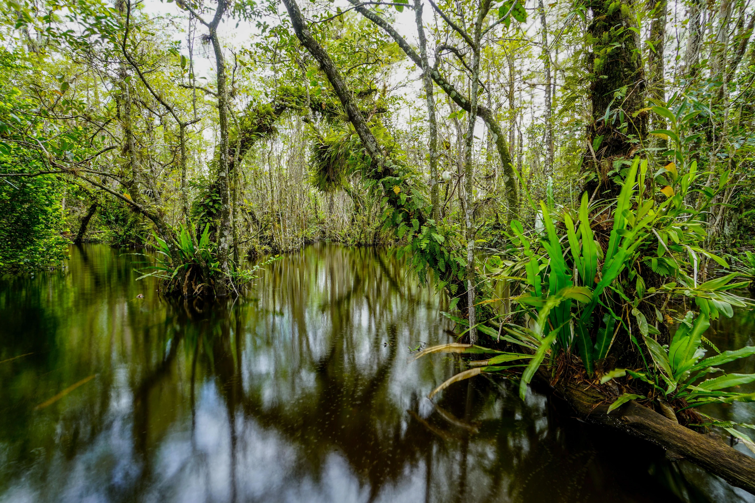 Big Cypress National Preserve