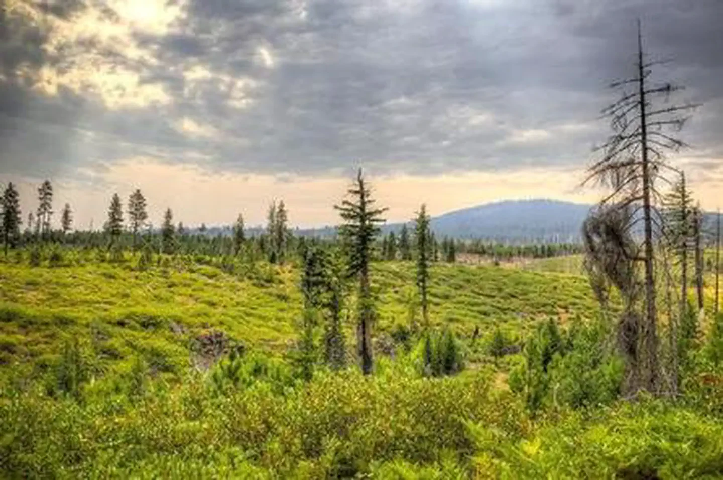 Whispering Pines Horse Camp