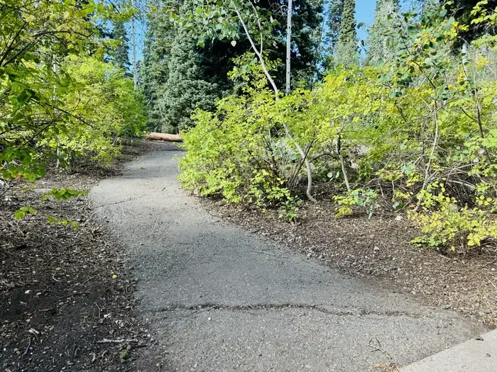 B36