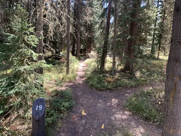 19
