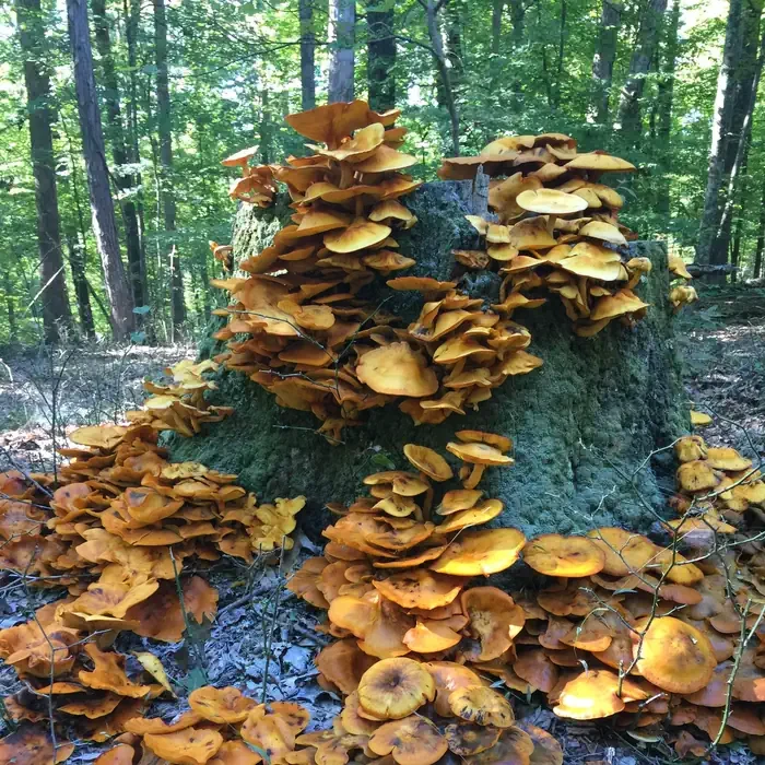Hoosier National Forest