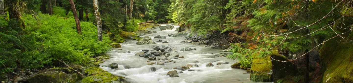 Ohanapecosh Campground