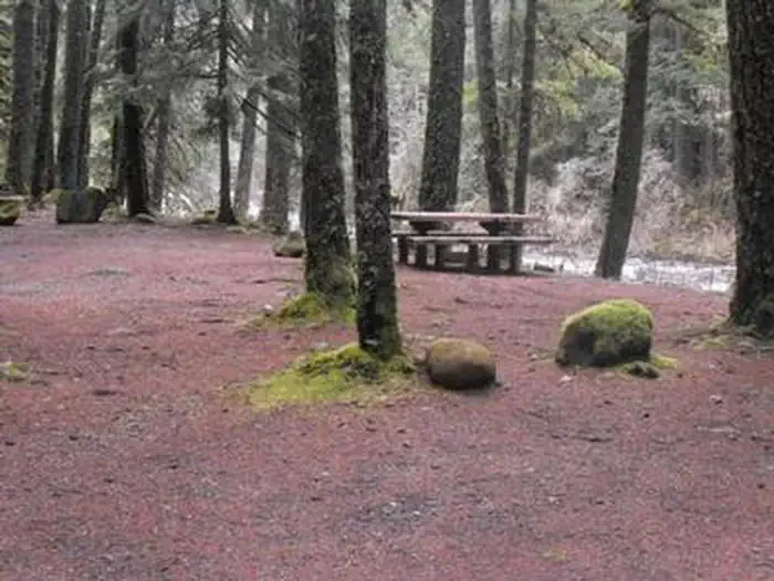 Olallie on McKenzie Highway - Willamette (OR)