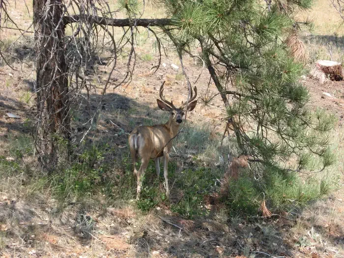 Cottonwood Springs Campground