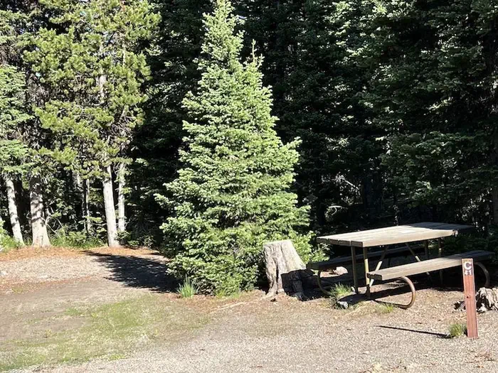 Lewis Lake site #41