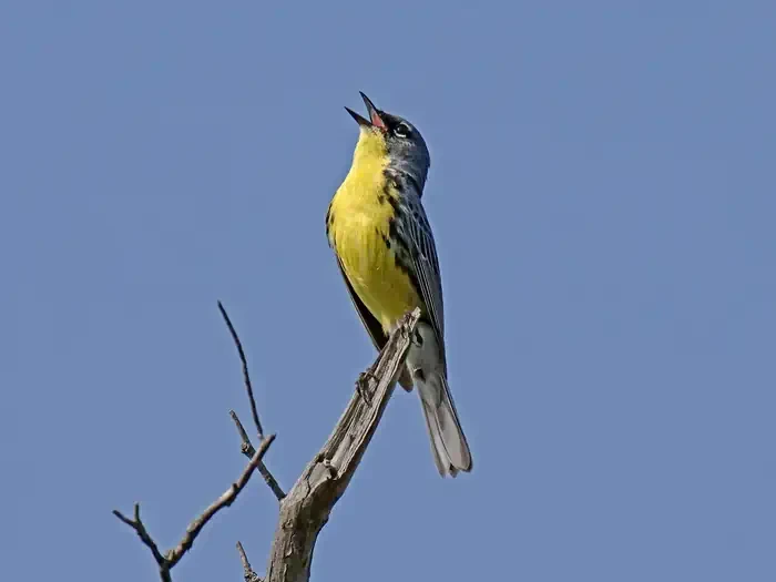 Kirtland's Warbler Guided Tour