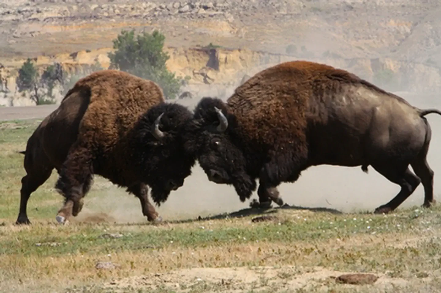 Theodore Roosevelt National Park