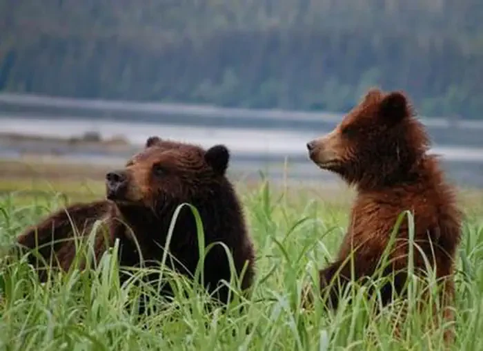Pack Creek Bear Viewing Area