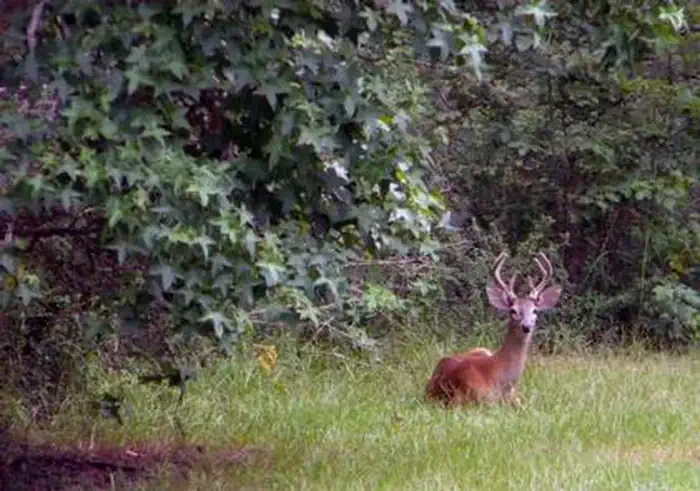 Whitetail Ridge
