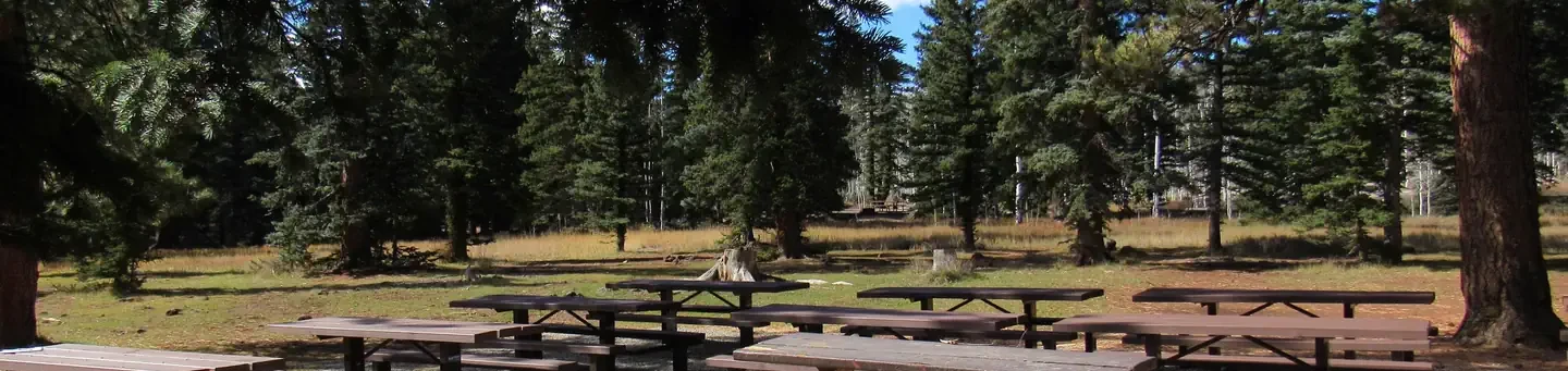 Duck Creek Group