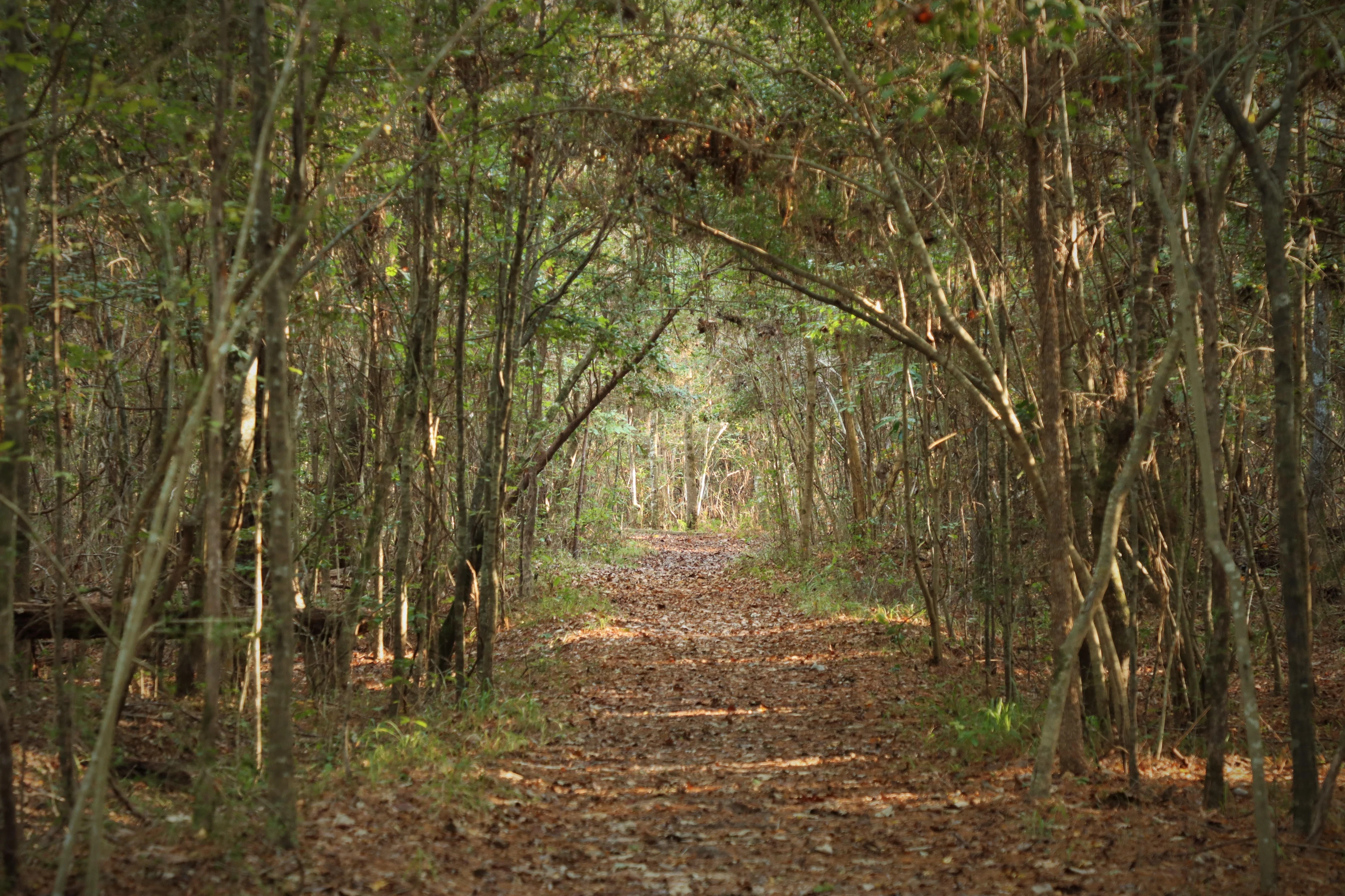 Big Thicket National Preserve