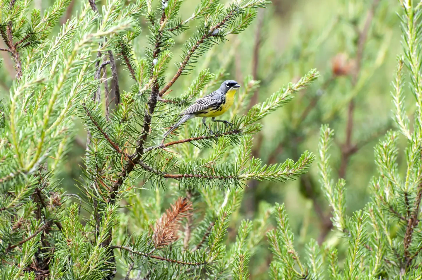 Kirtland's Warbler Guided Tour