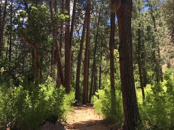 Juniper Campground (NM)