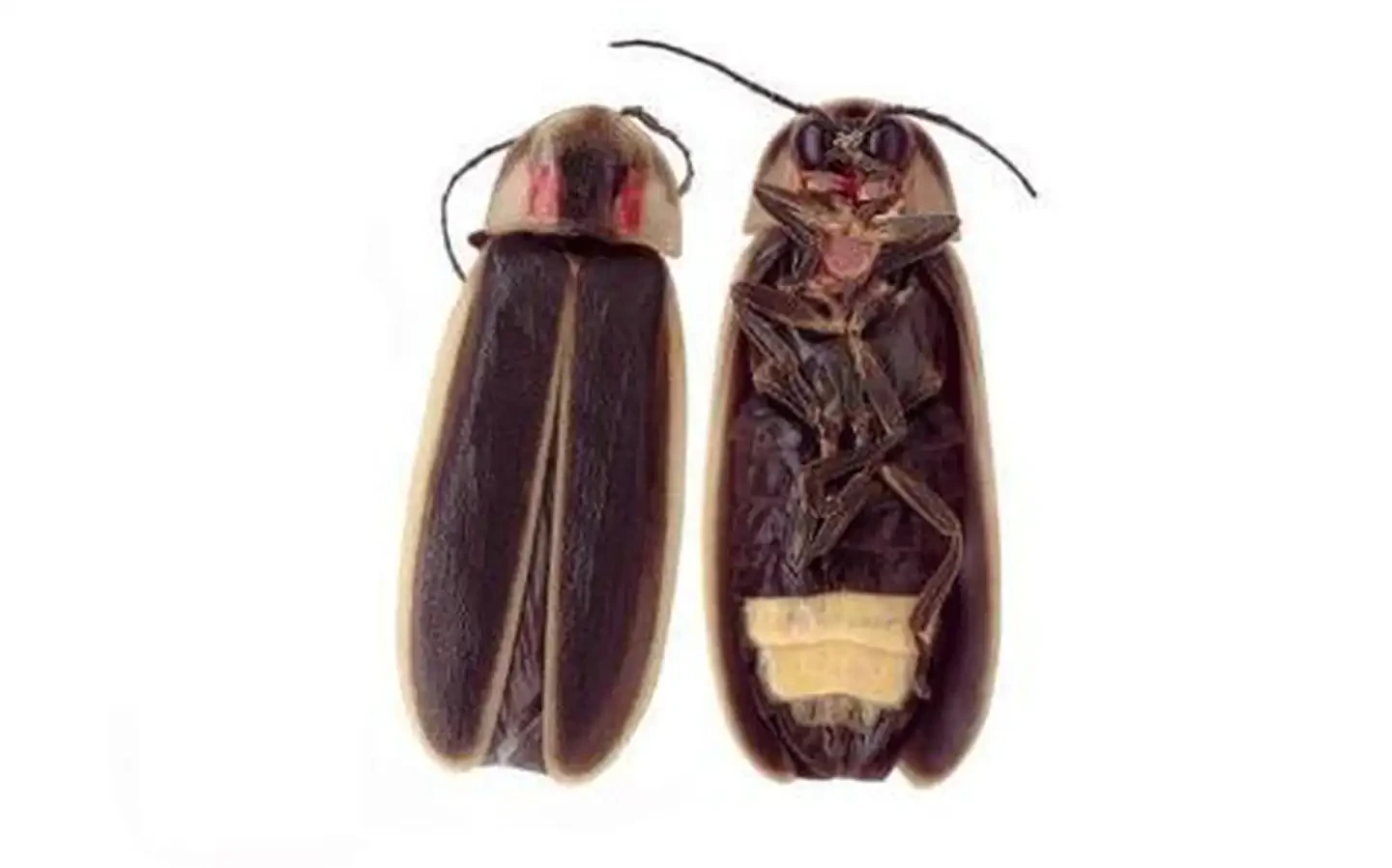 Archived Firefly Event Lottery