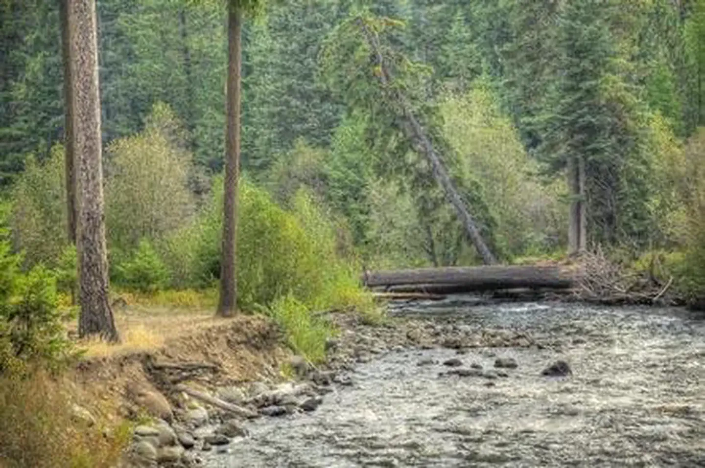 Cedar Springs Campground (wa)