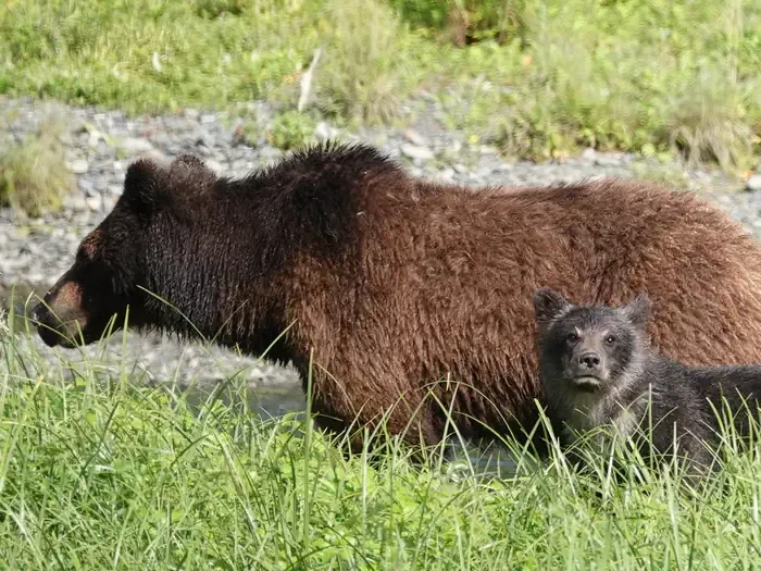 Pack Creek Bear Viewing Area