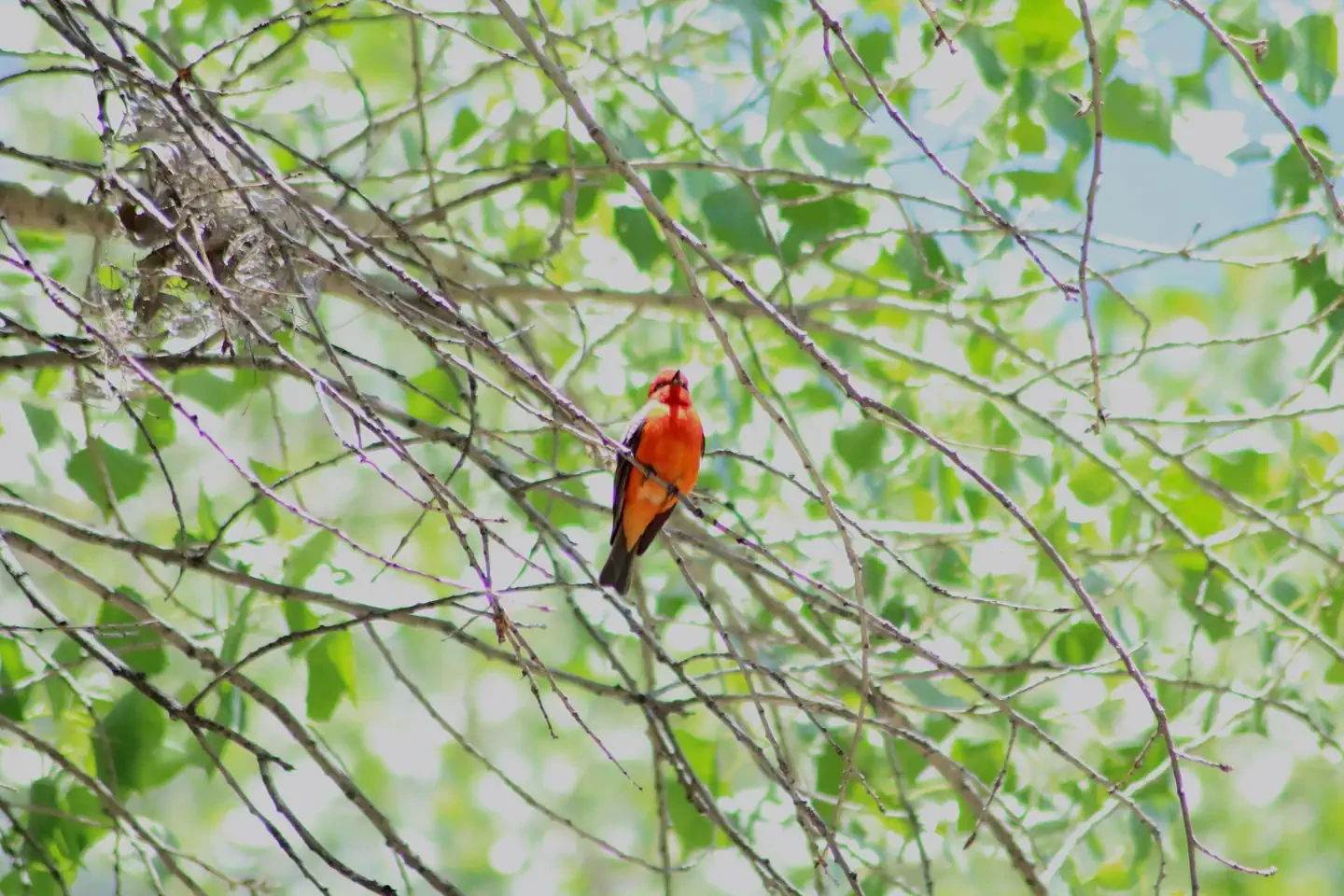 Aravaipa Canyon Wilderness Permits