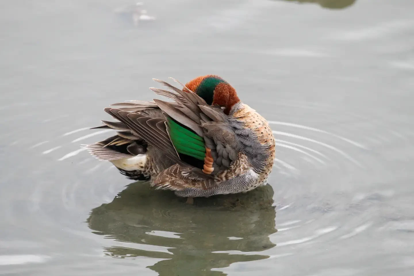 Whitney and Aquilla Lakes Public Hunting Permit