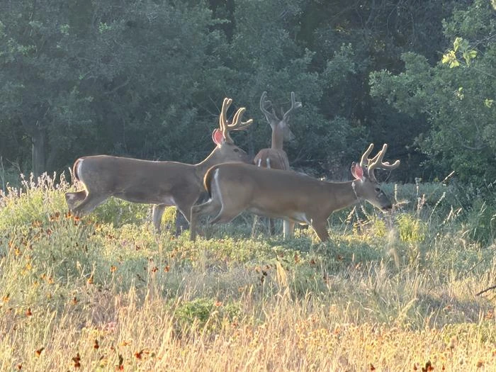Lake Georgetown Archery Deer Hunt Permits