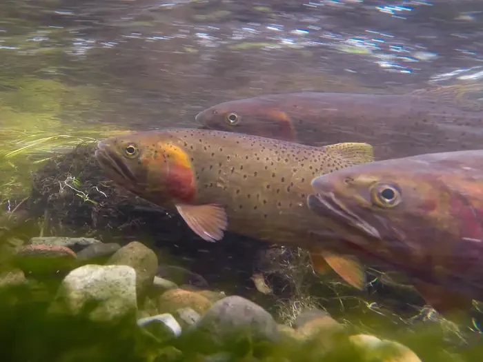 Yellowstone National Park Fishing Permit