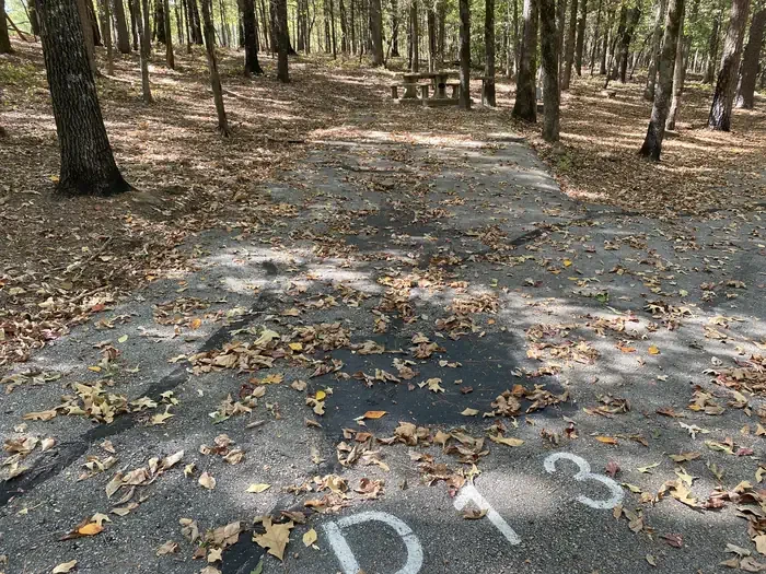 D13