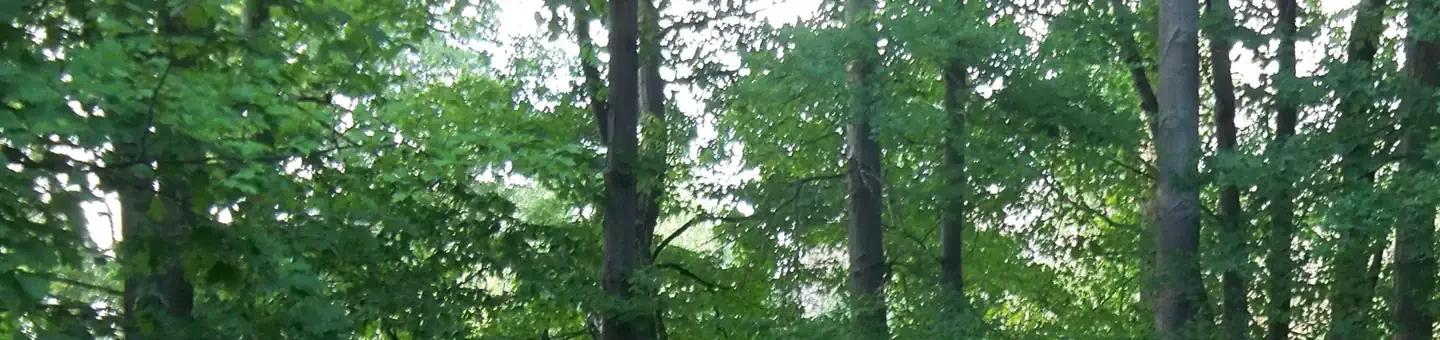 H17