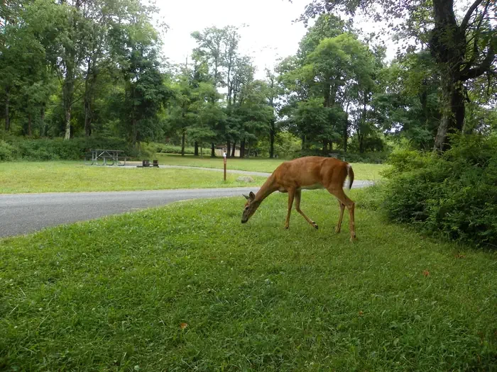 Big Meadows Campground - Shenandoah (VA)