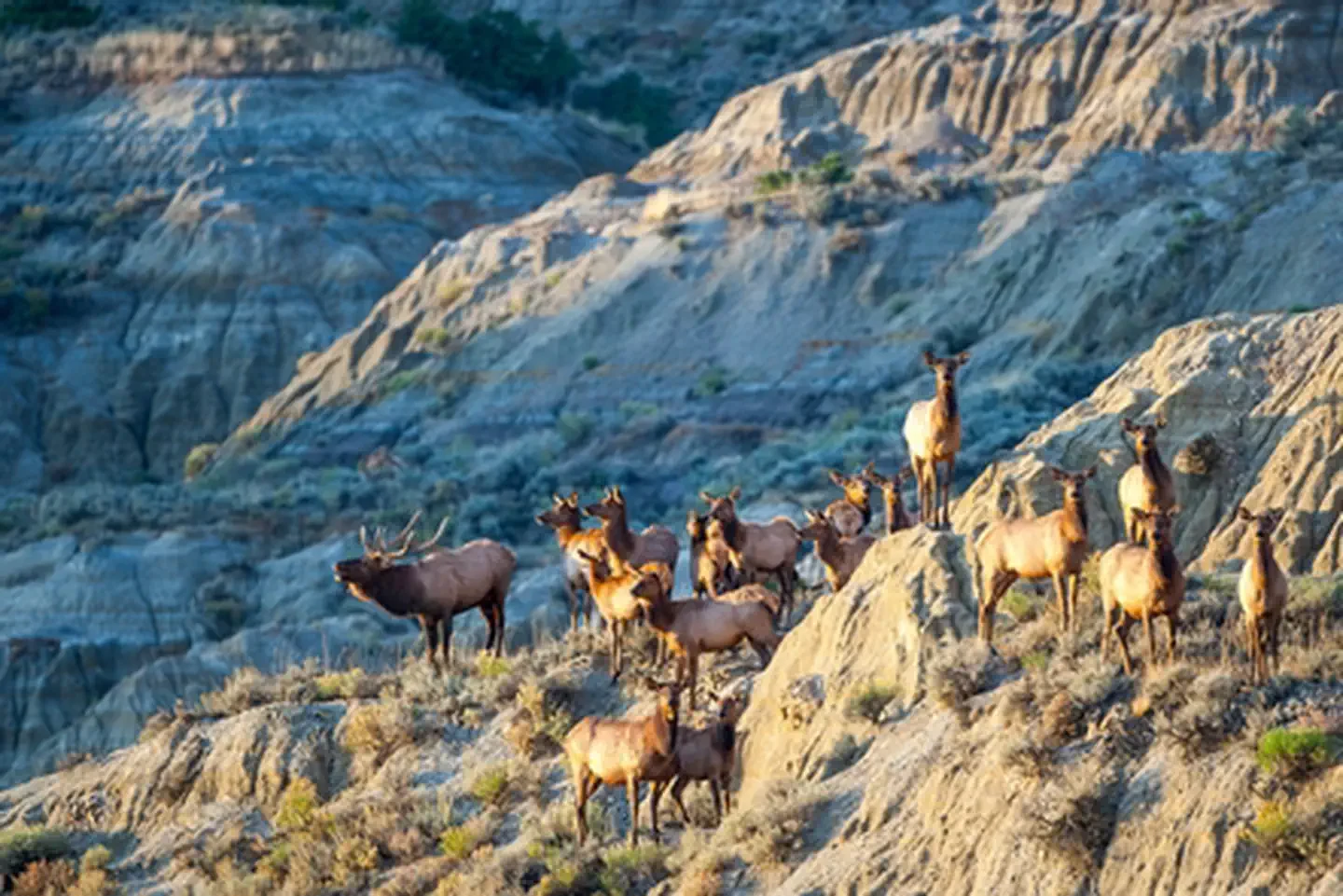 Theodore Roosevelt National Park