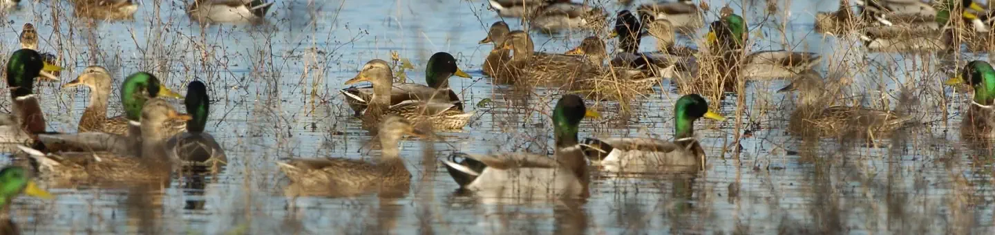 Rainwater Basin Wetland Management District