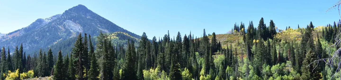 Spruces - Big Cottonwood