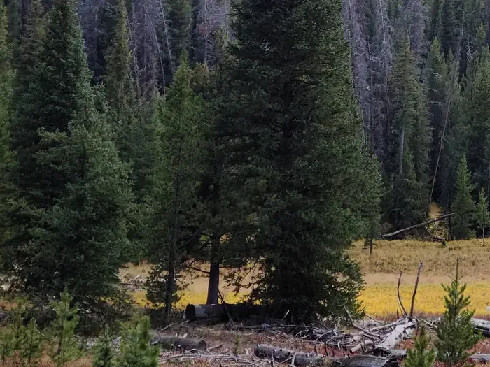 Olympic National Forest Christmas Tree Permit