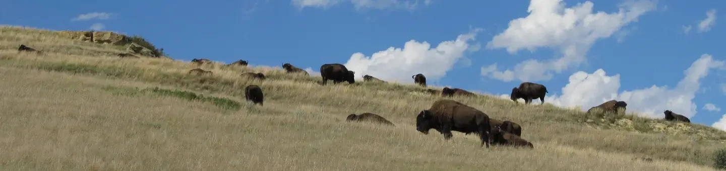 Theodore Roosevelt National Park